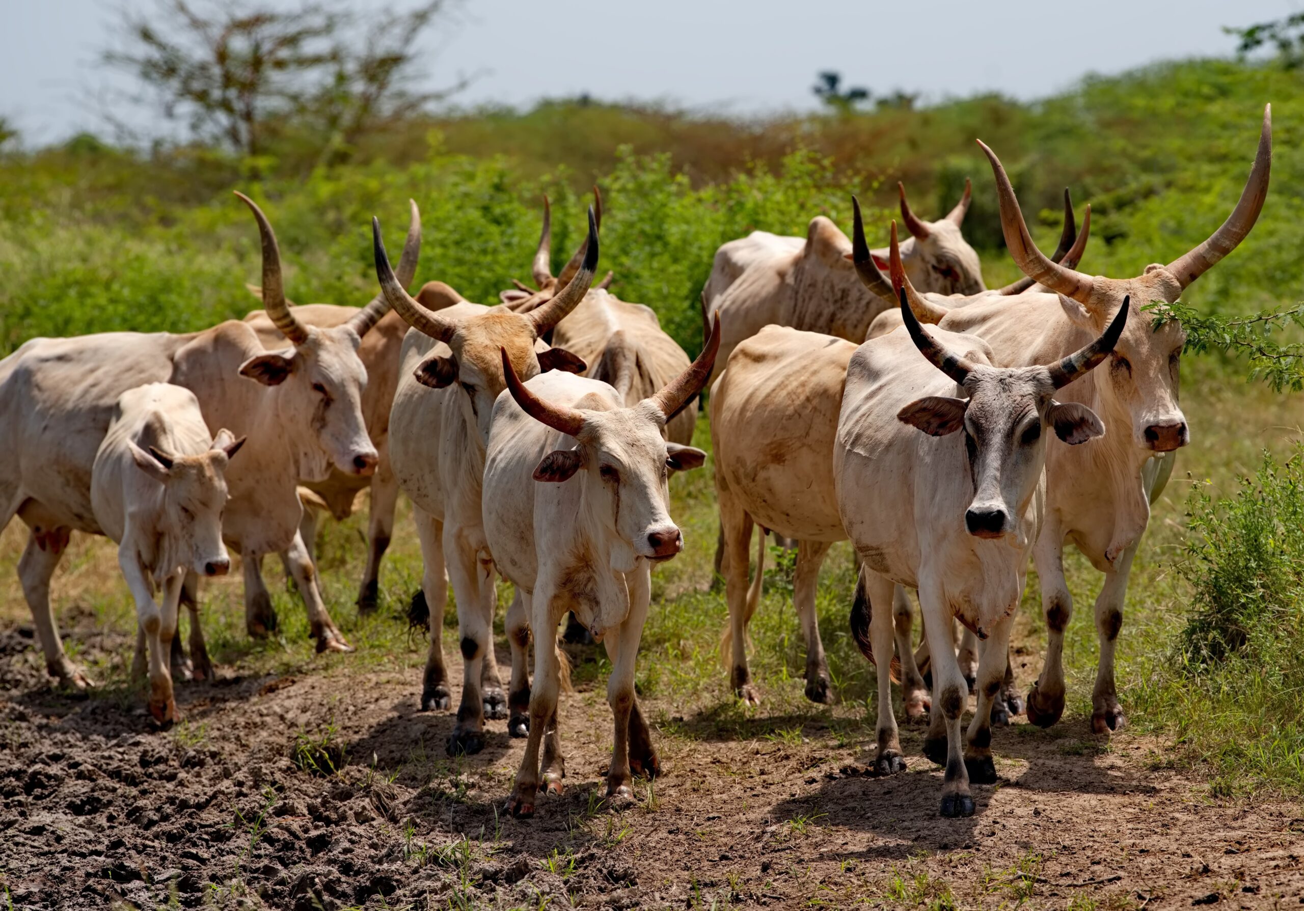 The Future of Consulting in Africa: Trends, Opportunities, and Realities for 2025 2 Green Economy